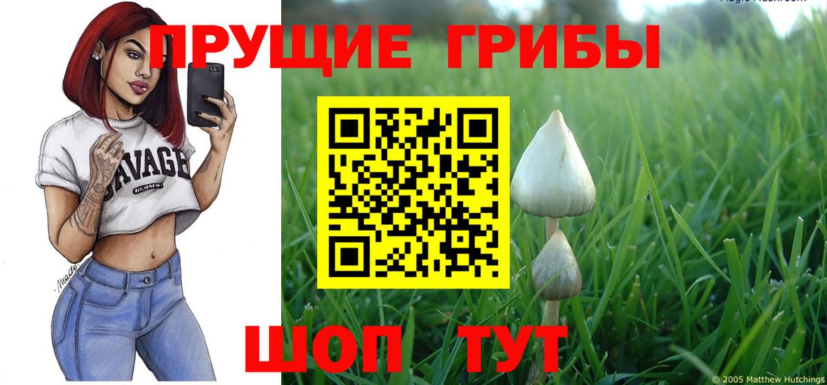 Псилоцибиновые грибы Psilocybine cubensis Курчалой